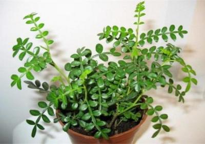 清香木怎么浇水