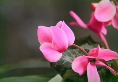 仙客来一年开几次花