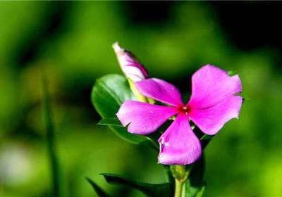 夏季给花浇水的5个要点