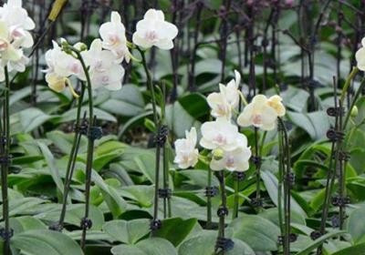 大花蕙兰的花后养护