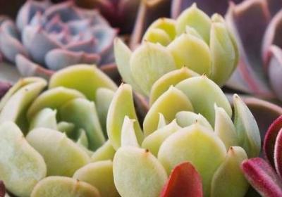 多肉适合室内种植吗
