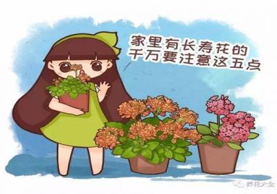 养长寿花注意这5点,才能长命百岁,开成大花球！