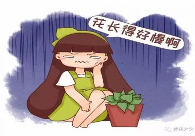 花不长个太急人,学我这么养,疯长100米！