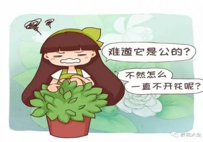 难道我家的花是公的？为啥光长叶子不开花？