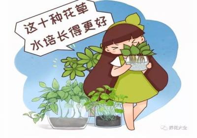 这10种花草水培长得更好,别傻到只会土养了！