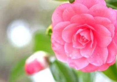 茶花怎么修剪