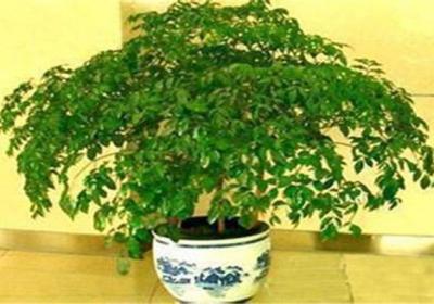 富贵树怎么施肥,这样施肥叶片又厚又绿！