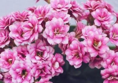 长寿花催花方法