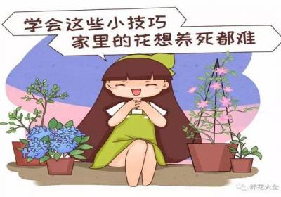 学会这20个小技巧,家里的花想养死都难！