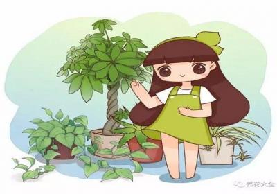 发财树..最佳摆放位置,养花人必看！