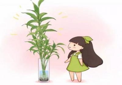 富贵竹从来不黄叶,诀窍竟然在这里！