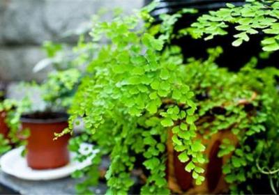 铁线蕨怎么换盆？这样操作保证不伤植物！