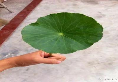你的铜钱草又小又歪,人家的长成大荷叶,怎么做到的？