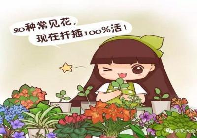 20种常见花,现在扦插100%活！