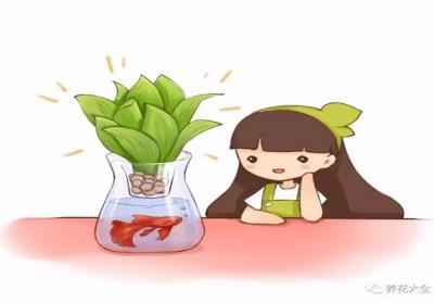 这些花给点儿水就能活！一点儿都不费事儿！还不赶紧养？
