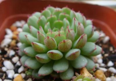 多肉小红衣夏天这样养,叶片肥美又水灵！