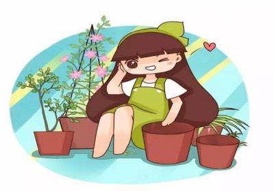 绿萝发财树……还不赶紧换盆？要不然就挺不过秋天啦！
