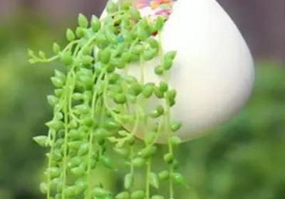 珍珠吊兰枯萎怎么处理
