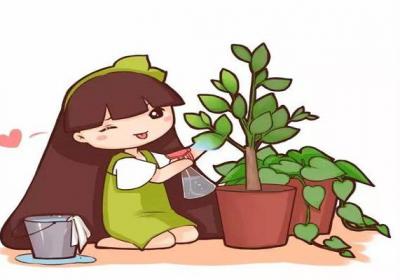 简单学1招,君子兰文竹…叶片绿得能滴油！