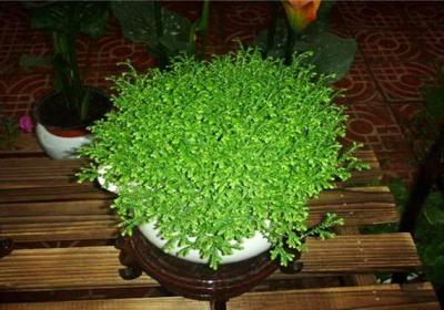 青龙草盆栽这么养,又绿又壮！