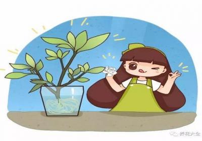 他剪了根栀子花,塞到矿泉水瓶里,7天就长出白花花的根！