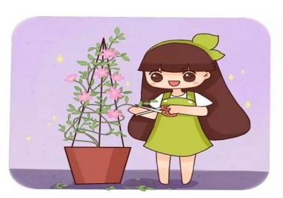 狠心给花一剪刀,竟让它疯狂开花不黄叶！