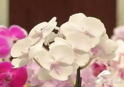 1棵价值2000万的花,被人偷走了！