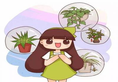 你家的绿萝吊兰,竟然还有这种好兆头！