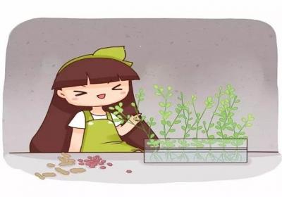 沤肥做菜当盆栽,1粒花生拿来养花,竟然这么好用！