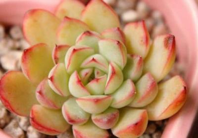 多肉植物侧芽怎么处理