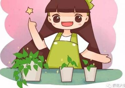 绿萝吊兰...这样扦插5天生根,再便宜也别买！