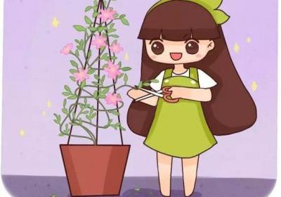 月季铁线莲现在剪几刀,1个月后,想开几朵开几朵！