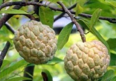 释迦果树种植方法