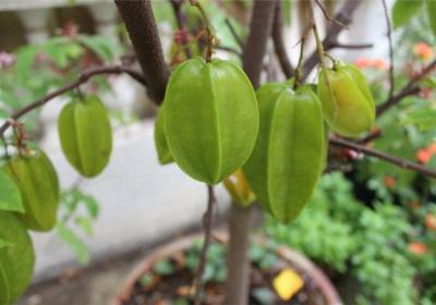 杨桃的盆栽方法