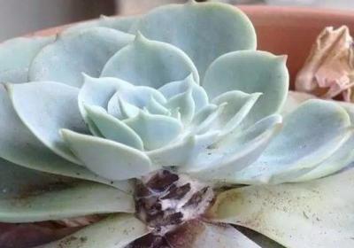 夏天快死的花,别人扔,她捡,1个月养爆盆！