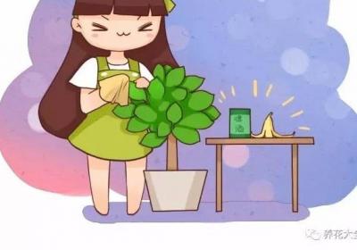 给花擦点这个,叶子贼绿,从不发黄！