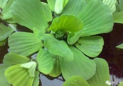 臭水沟挖点它养盆里,居然完爆花市重金买的盆栽！