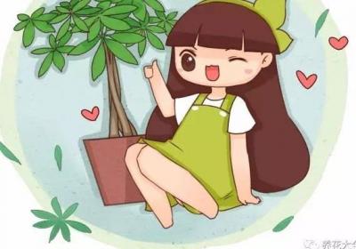 知道这个小秘密,发财树养20年都不黄叶,还疯长！