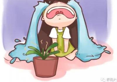 这些花夏天你就别养了,一养一个死！