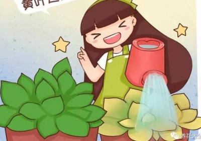 浇水加2滴这东西,3天黄叶变绿叶！