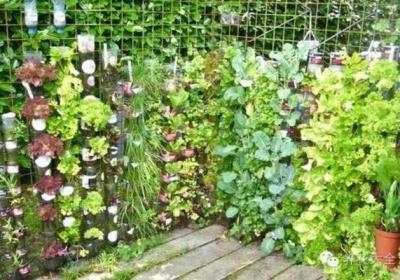 养花种菜谁还花钱,1个塑料瓶就搞定！