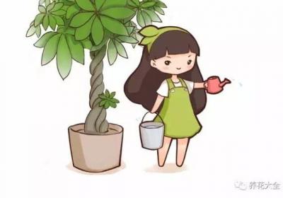 发财树这样浇水,不但浇不死,还能绿油油