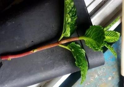 扦插不生根？扔水里,分分钟长出白花花的根！