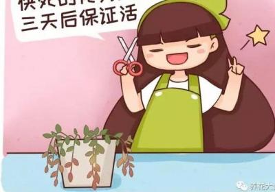 老花农告诉我,快死的花这样剪两刀,3天后保证活！