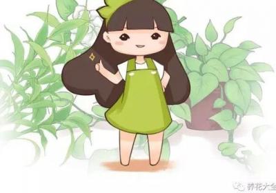 老姐养了20年的花,从来不黄叶,终于发现她的小秘密了！