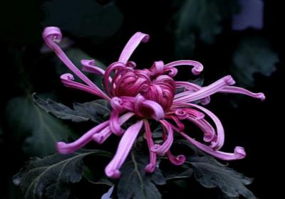 独本菊的种植方法