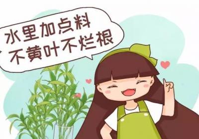 水里加点料,叶跟打了蜡似的,贼绿贼亮！
