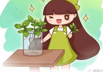 掐根枝扔水里,生根快,疯长起来拦不住！