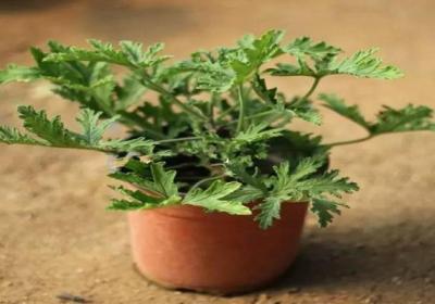 驱蚊草怎么水培