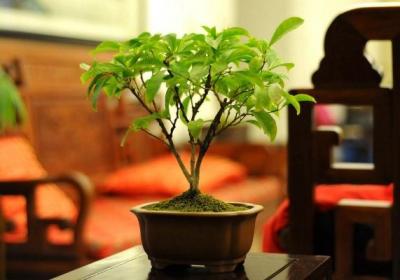 非洲茉莉叶子发蔫,新枝变黄怎么办
